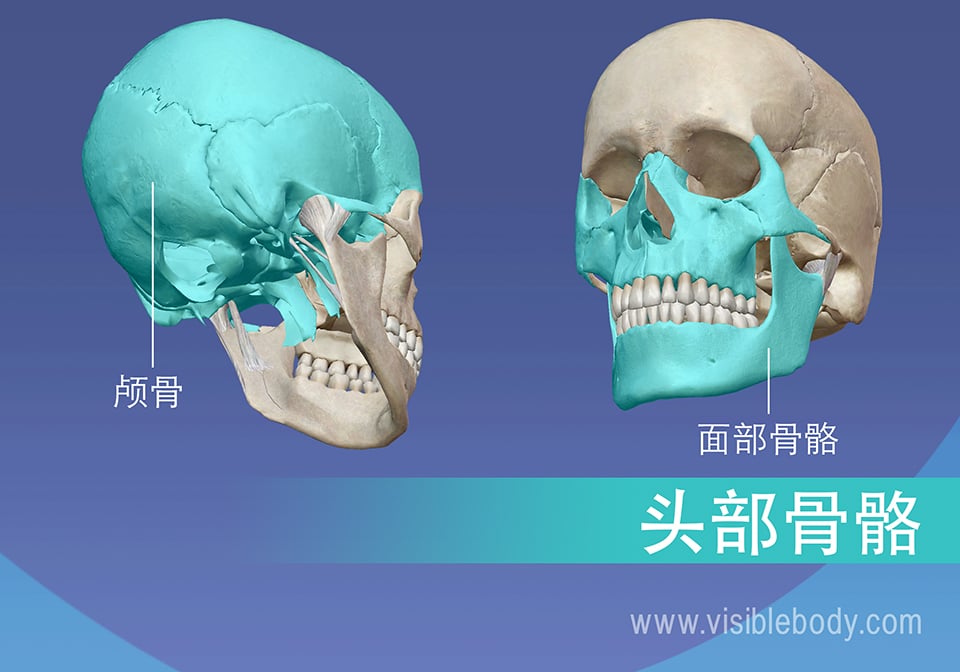 颅骨和面部骨骼